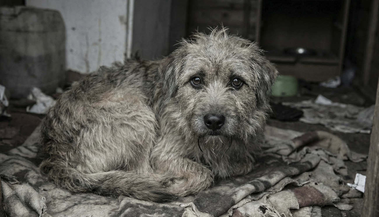 Tiere in Not – Hund und Katze, Tierschutz im Alltag